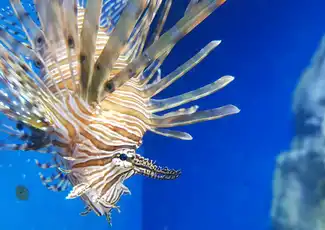 Aquarium von Neapel: Eintrittskarte, Neapel, Italien. Aquarium von Neapel: Eintrittskarte, Neapel, Italien.