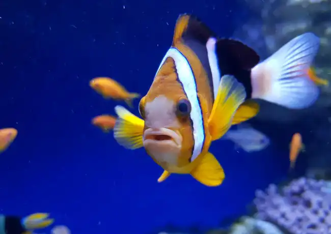 Aquarium von Neapel: Eintrittskarte, Neapel, Italien. Aquarium von Neapel: Eintrittskarte, Neapel, Italien.