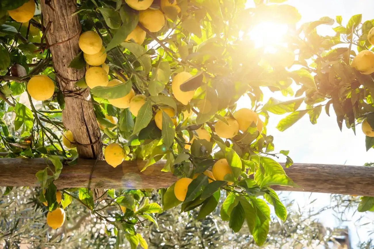 Pompeji und Sorrent: Geführter Tagesausflug ab Rom + Mittagessen + Limoncello-Verkostung, Rom, Italien. Pompeji und Sorrent: Geführter Tagesausflug ab Rom + Mittagessen + Limoncello-Verkostung, Rom, Italien.