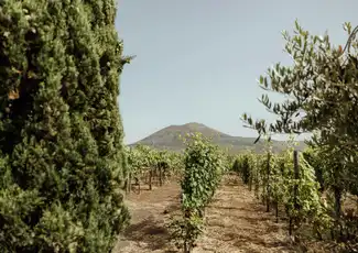 Der Vesuv: Weinverkostung in einem Weinberg von Neapel, Neapel, Italien. Der Vesuv: Weinverkostung in einem Weinberg von Neapel, Neapel, Italien.