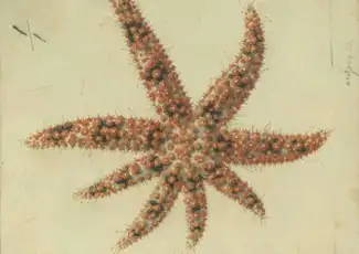 Aquarium von Neapel: Eintrittskarte, Neapel, Italien. Aquarium von Neapel: Eintrittskarte, Neapel, Italien.