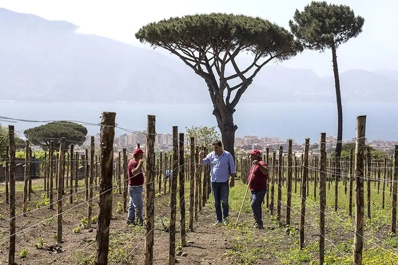 Weinprobe am Vesuv, Neapel, Italien. Weinprobe am Vesuv, Neapel, Italien.