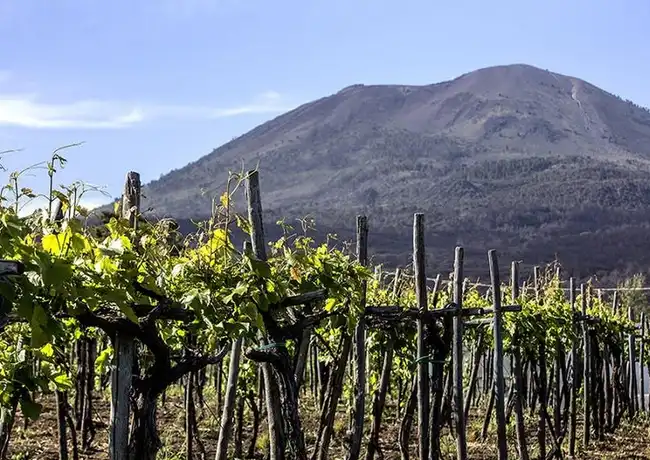 Weinprobe am Vesuv, Neapel, Italien. Weinprobe am Vesuv, Neapel, Italien.