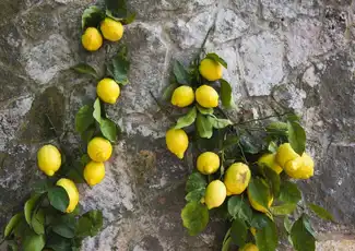 Pompeji & Positano: Tagesausflug für Kleingruppen ab Rom + Limoncello-Verkostung, Rom, Italien. Pompeji & Positano: Tagesausflug für Kleingruppen ab Rom + Limoncello-Verkostung, Rom, Italien.