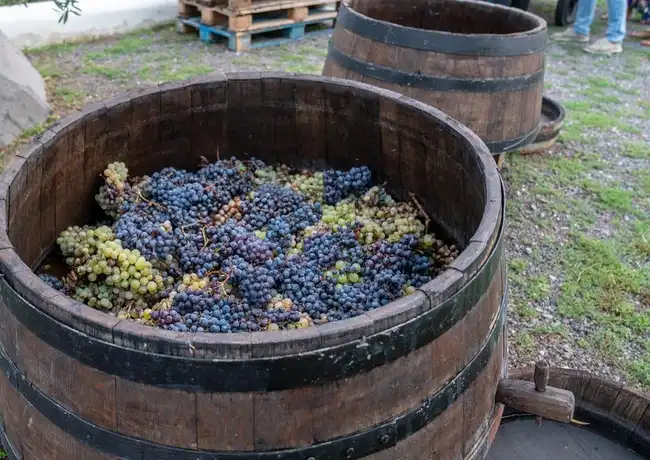 Der Vesuv: Weinverkostung in einem Weinberg von Neapel, Neapel, Italien. Der Vesuv: Weinverkostung in einem Weinberg von Neapel, Neapel, Italien.
