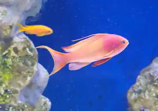 Aquarium von Neapel: Eintrittskarte, Neapel, Italien. Aquarium von Neapel: Eintrittskarte, Neapel, Italien.