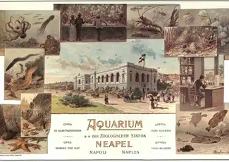 Aquarium von Neapel: Eintrittskarte, Neapel, Italien. Aquarium von Neapel: Eintrittskarte, Neapel, Italien.