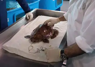 Schildkrötenspitze: Eintrittskarte, Neapel, Italien. Schildkrötenspitze: Eintrittskarte, Neapel, Italien.