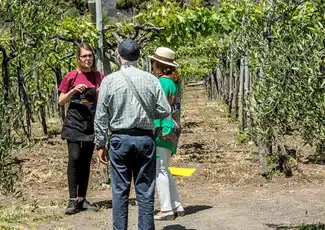 Der Vesuv: Weinverkostung in einem Weinberg von Neapel, Neapel, Italien. Der Vesuv: Weinverkostung in einem Weinberg von Neapel, Neapel, Italien.
